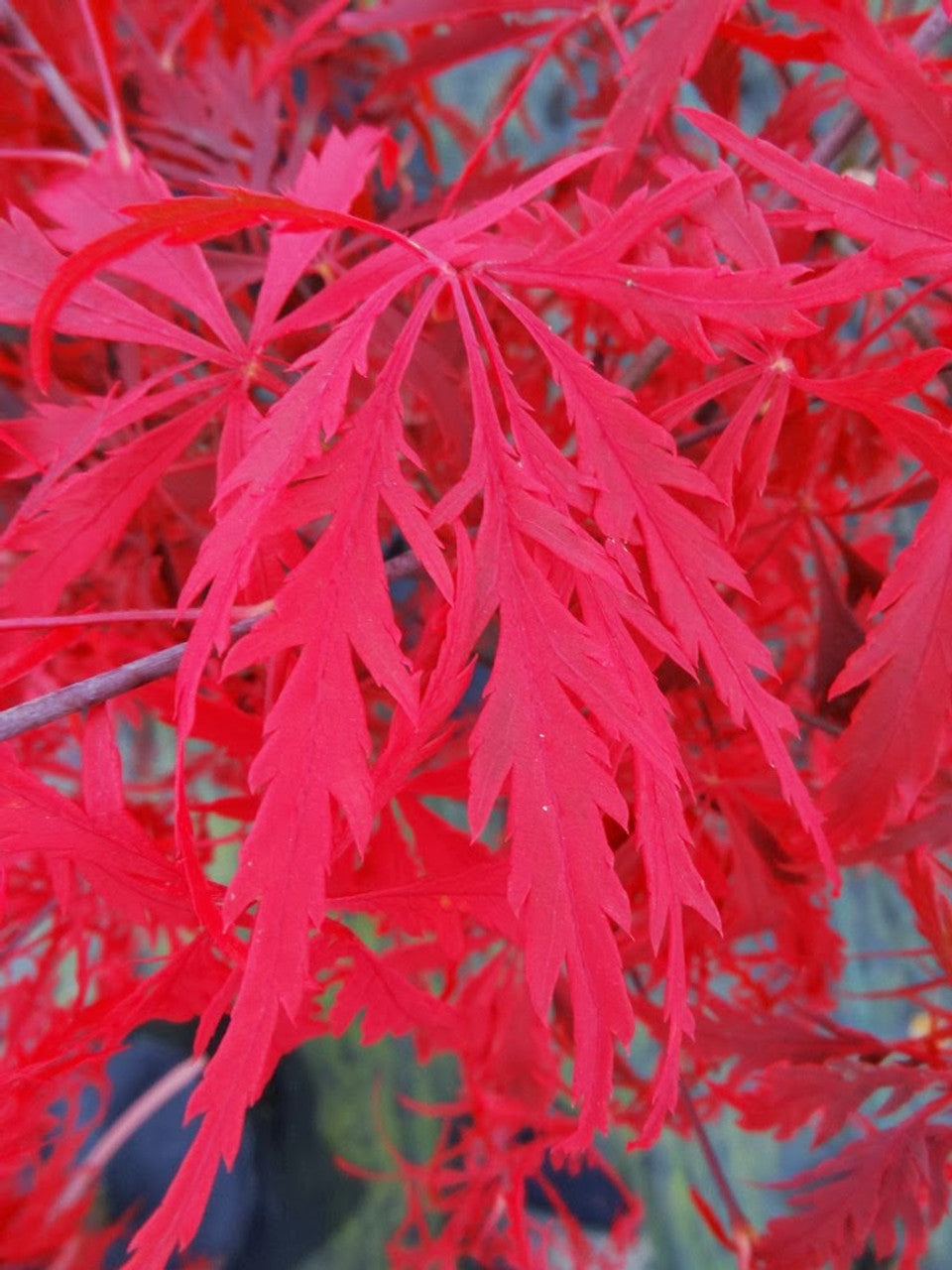 Acer palmatum dissectum 'Heartbeat' (Heartbeat Weeping Japanese Maple Standards)