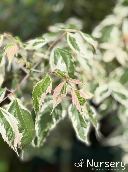 Acer Negundo 'Pink Flamingo' (Pink Flamingo Maple)