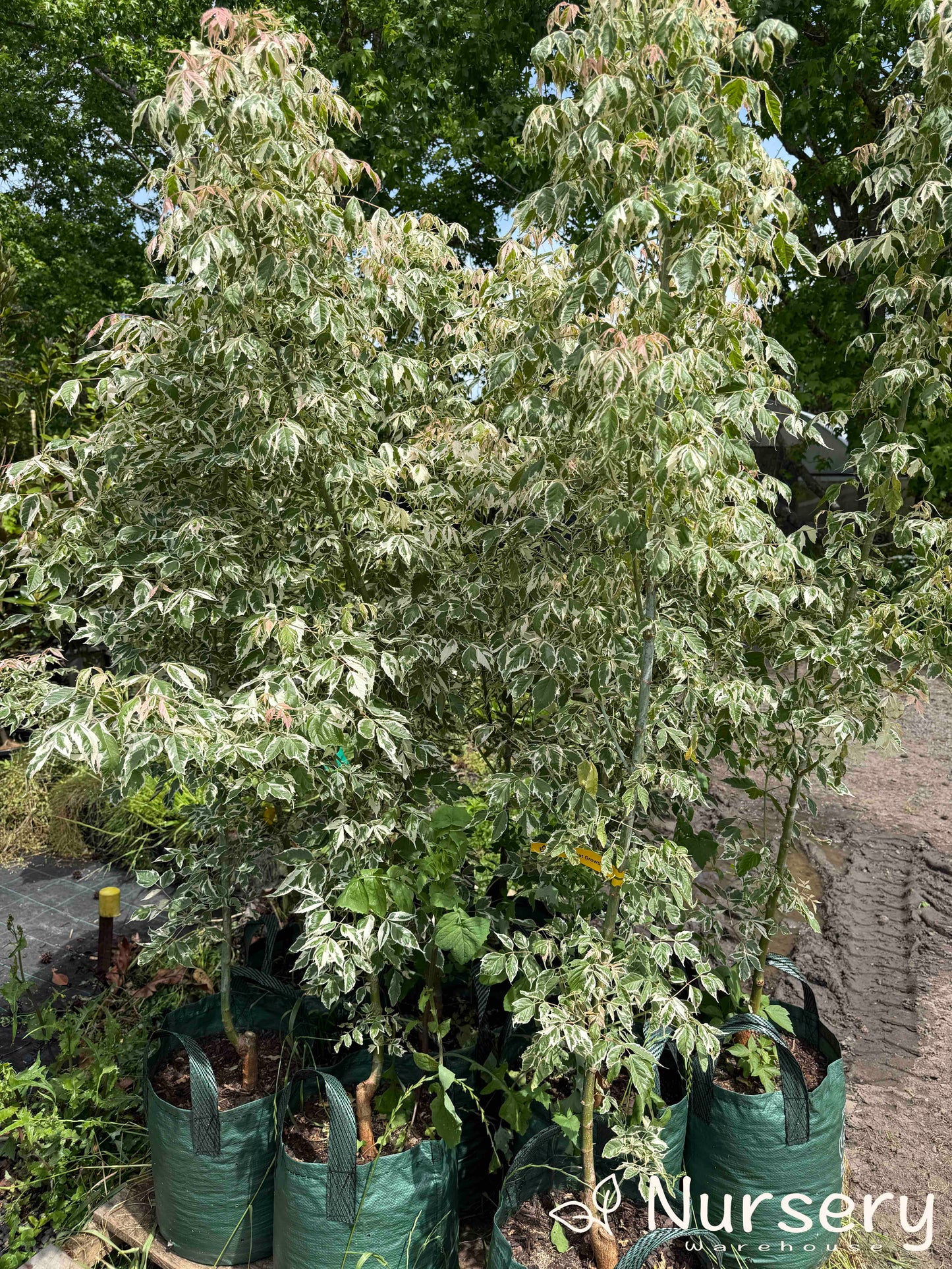 Acer Negundo 'Pink Flamingo' (Pink Flamingo Maple)