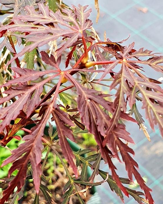 Acer Palmatum 'Crimson Wave' (Crimson Wave Japanese Maple)