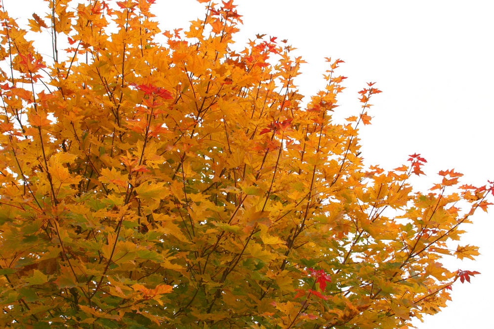 Acer Palmatum Bonfire