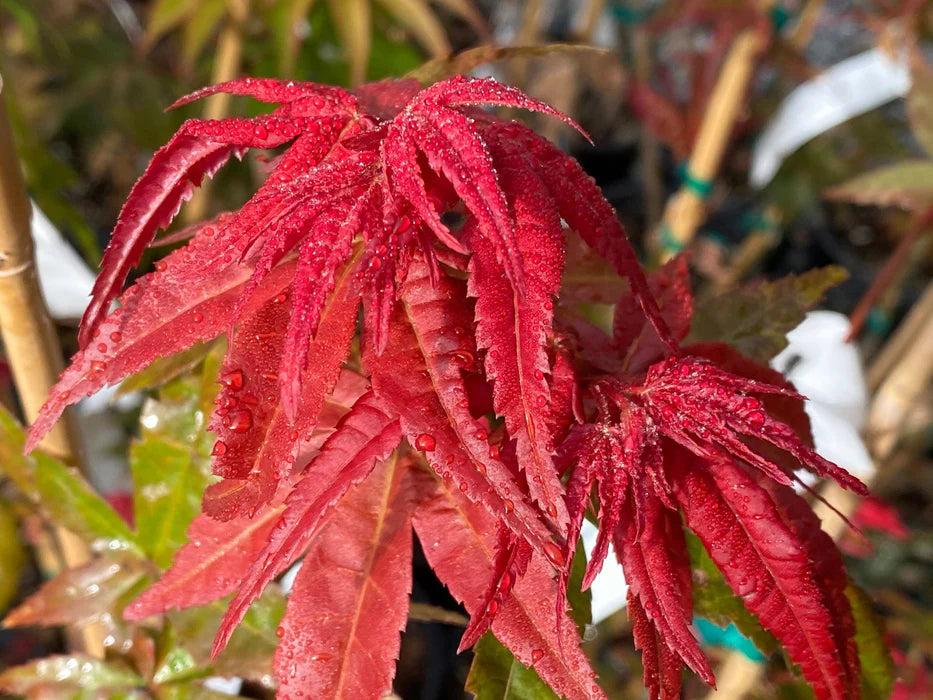 Detailed view of the vibrant red-purple leaves of Acer Palmatum 'Bonfire', showcasing their fiery hues and delicate structure.