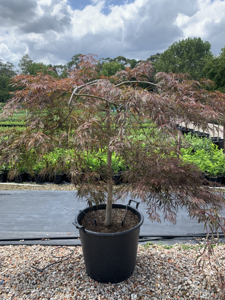 Acer Palmatum Dissectum 'Inaba Shidare' (Weeping Japanese Maple)