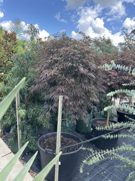 Acer Palmatum Dissectum 'Inaba Shidare' (Weeping Japanese Maple)