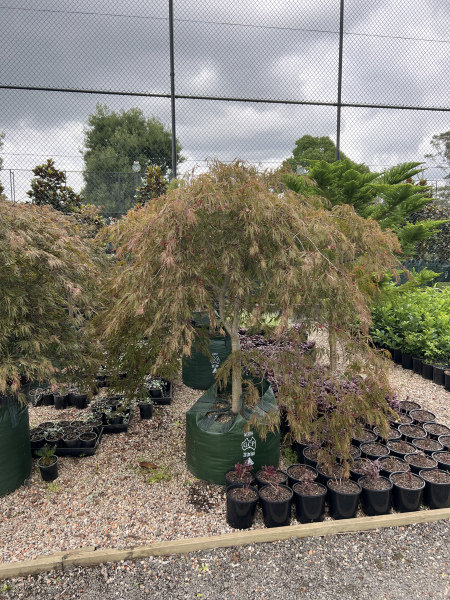 Acer Palmatum Dissectum 'Inaba Shidare' (Weeping Japanese Maple)