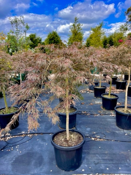 Acer Palmatum Dissectum 'Inaba Shidare' (Weeping Japanese Maple)