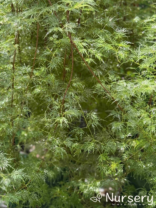 Acer Palmatum Dissectum 'Emerald Lace' (Emerald Lace Japanese Maple)