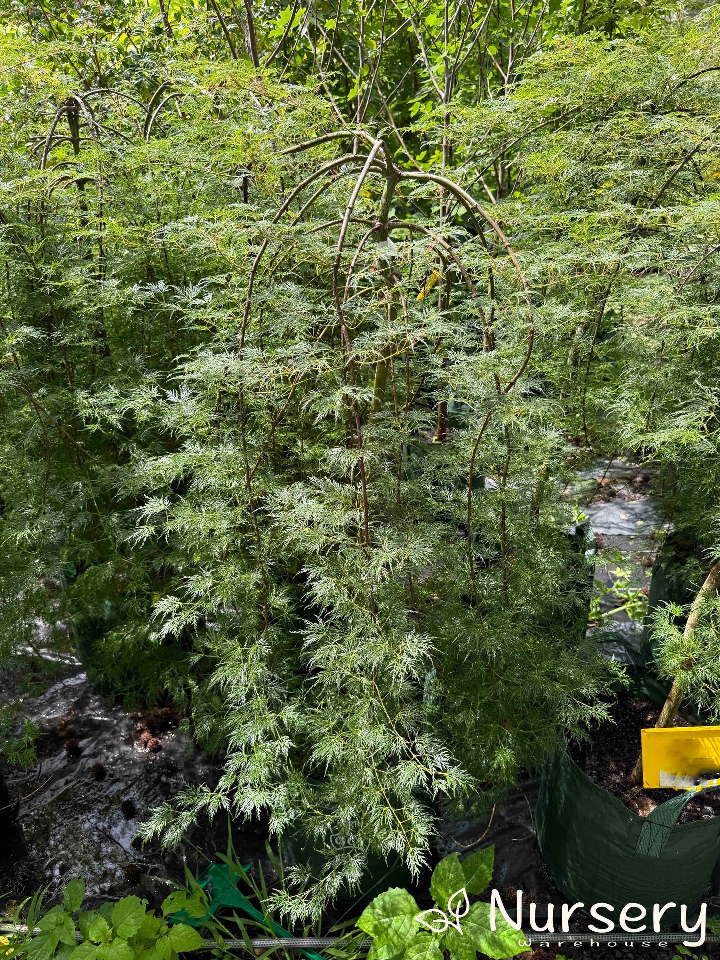 Acer Palmatum Dissectum 'Emerald Lace' (Emerald Lace Japanese Maple)