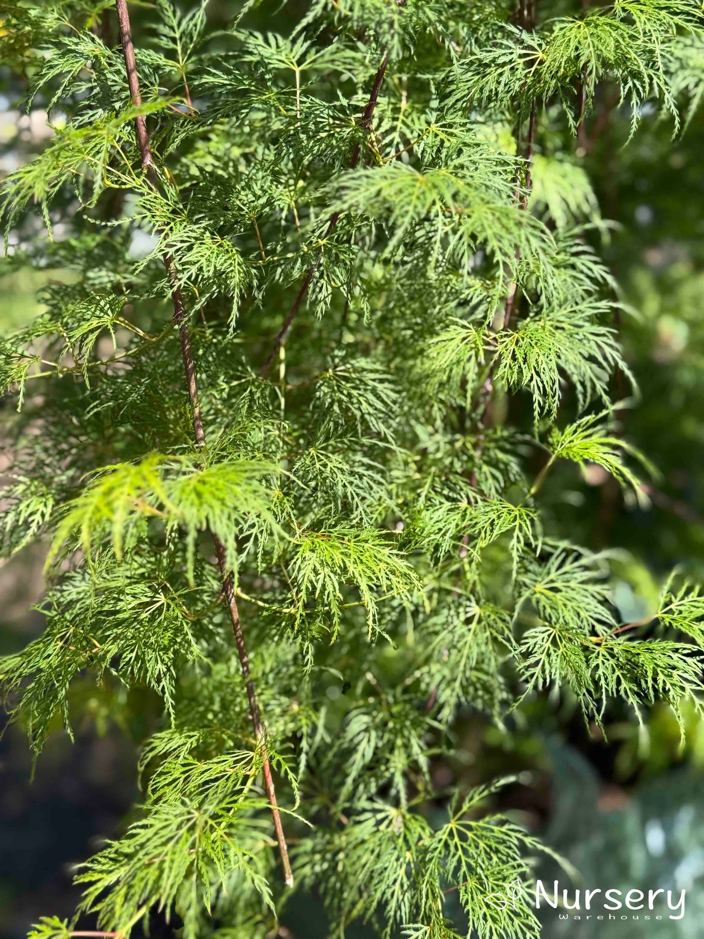 Acer Palmatum Dissectum (Inaba Shidare - Weeping Japanese Maple)