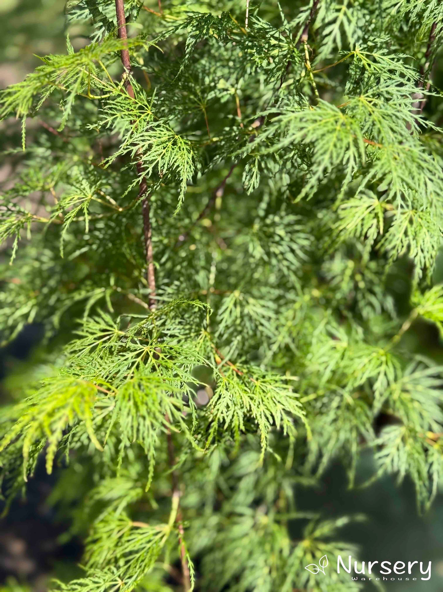 Acer Palmatum Dissectum (Inaba Shidare - Weeping Japanese Maple)