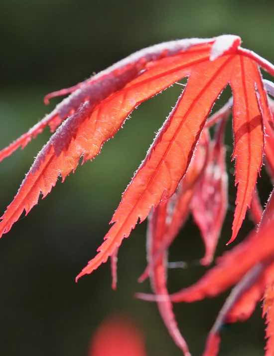 Acer Palmatum Dissectum (Inaba Shidare - Weeping Japanese Maple)