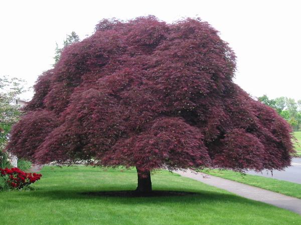 Acer Palmatum Dissectum (Inaba Shidare - Weeping Japanese Maple)