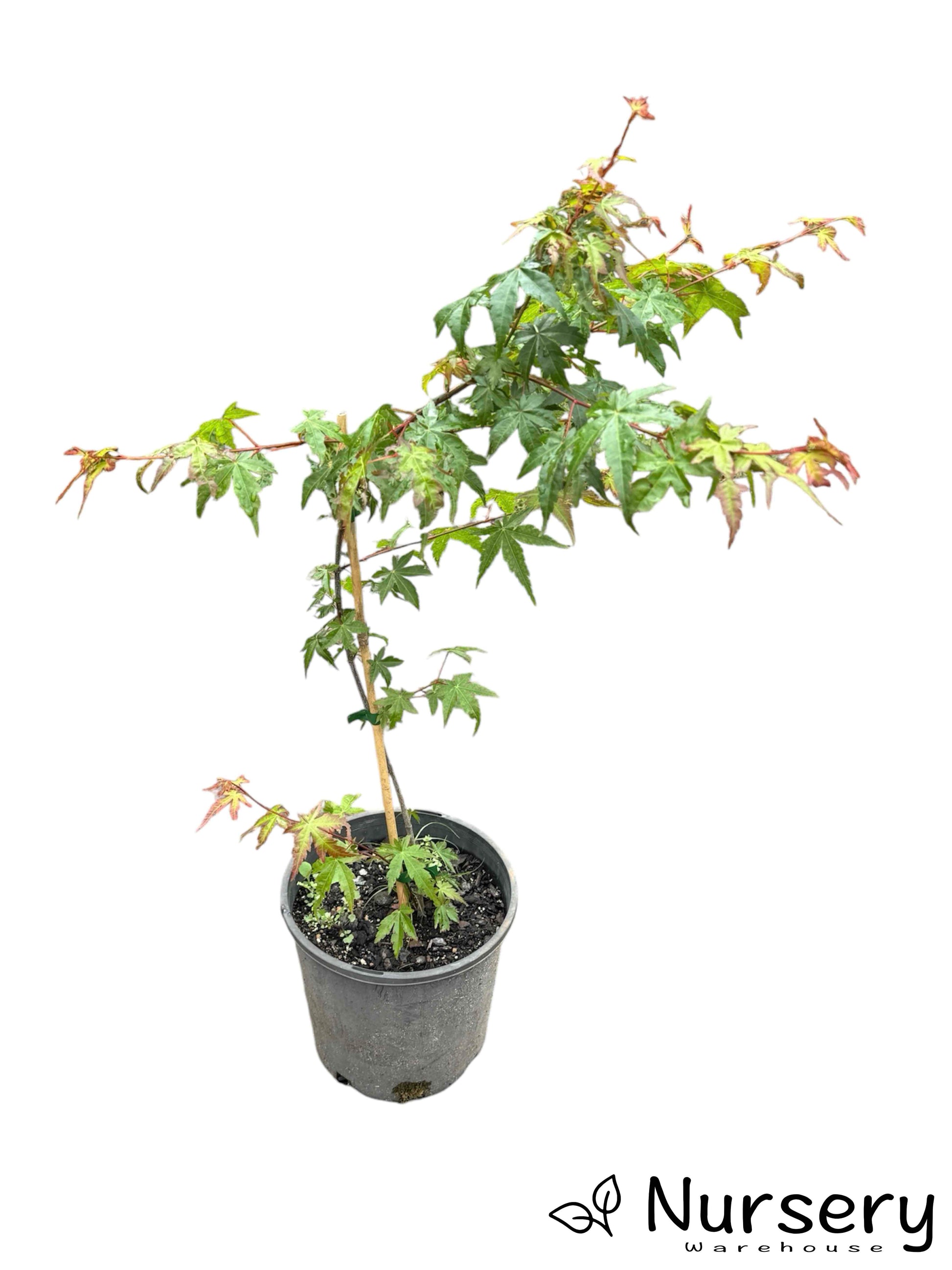 Acer Palmatum (Japanese Maple) in a 200mm pot, ready for sale.