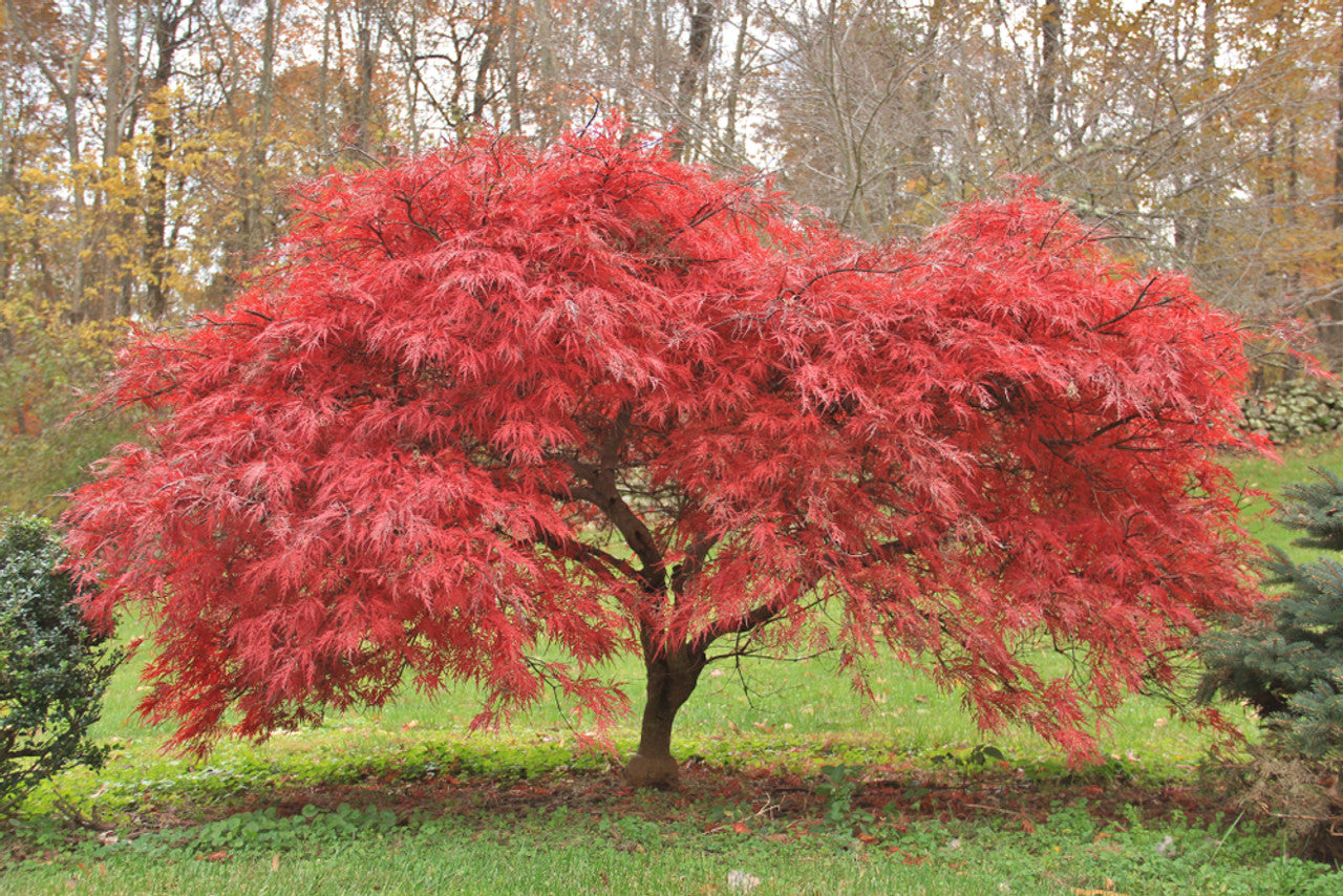 Mature Acer Palmatum (Japanese Maple) tree with vibrant red leaves in a park setting.