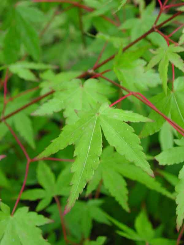 Close-up of Acer Palmatum (Japanese Maple) with lush green leaves and reddish branches.