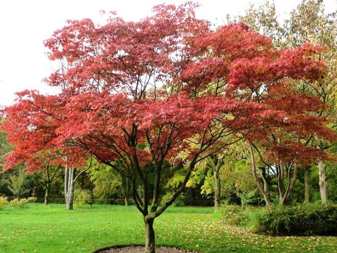 Large Acer Palmatum 'Osakazuki' Japanese Maple in full autumn colour, showcasing brilliant scarlet foliage in a landscaped park.