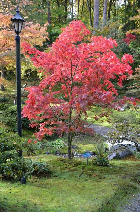 Acer Palmatum 'Osakazuki' Japanese Maple with vibrant red autumn leaves, standing elegantly in a park setting.