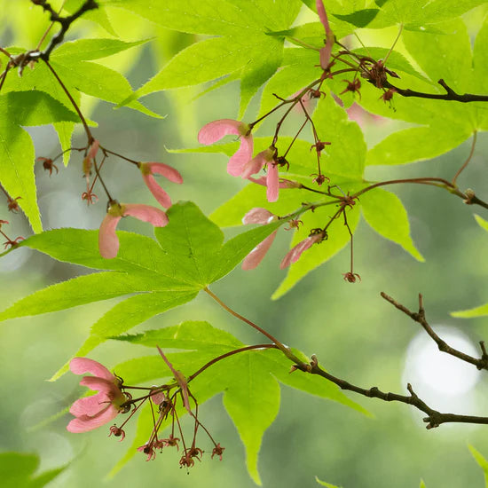 Close-up of lush green leaves of Acer Palmatum 'Osakazuki' Japanese Maple, highlighting the finely lobed leaf texture.