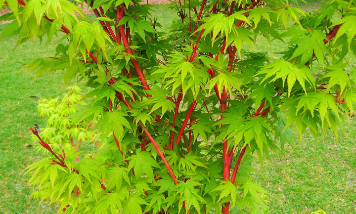 Detailed view of the vibrant coral-red bark of Acer Palmatum (Sango Kaku), showcasing its striking colour and texture.