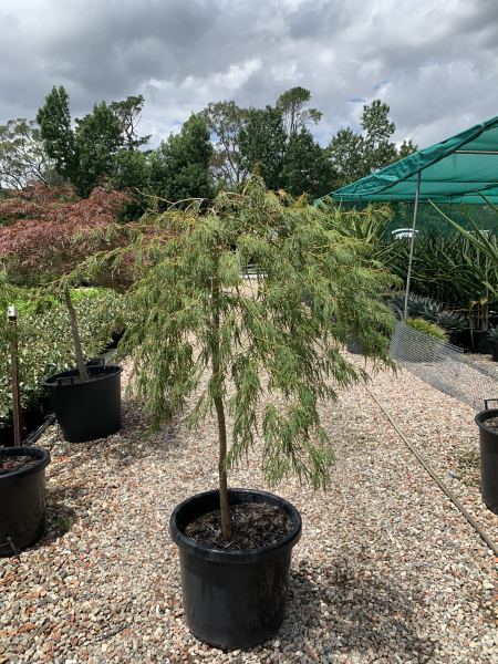 Acer Palmatum 'Viridis' (Viridis Japanese Maple)