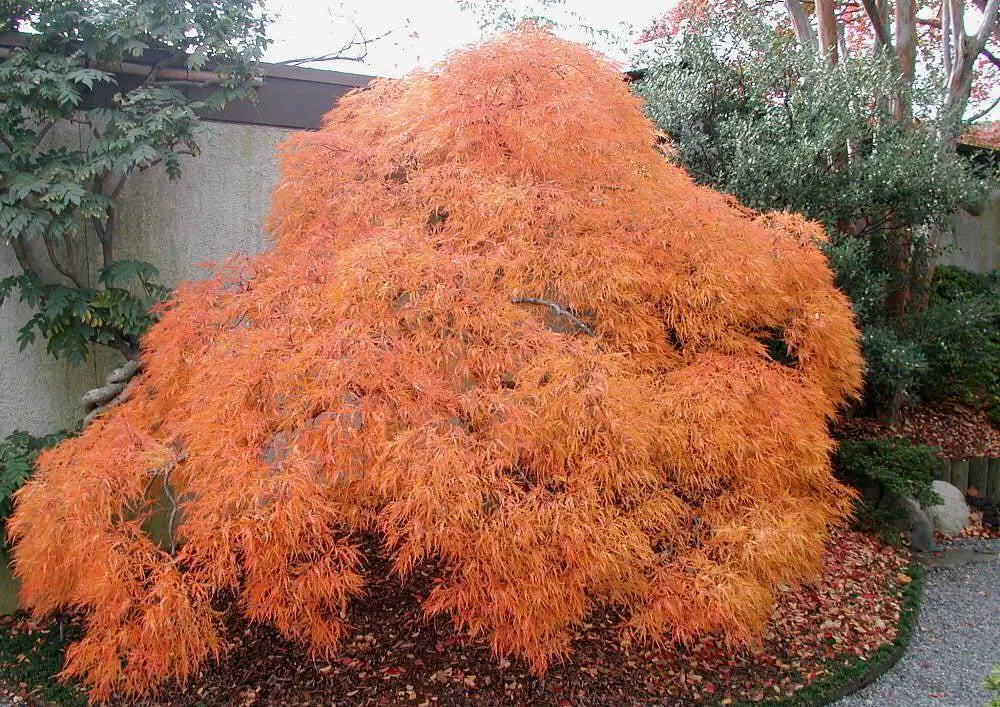 Mature Acer Palmatum 'Viridis' tree displaying vibrant orange foliage in autumn.