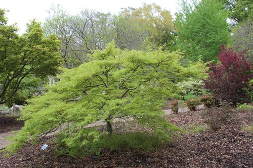 Mature Acer Palmatum 'Viridis' with lush green leaves and cascading, arching branches.