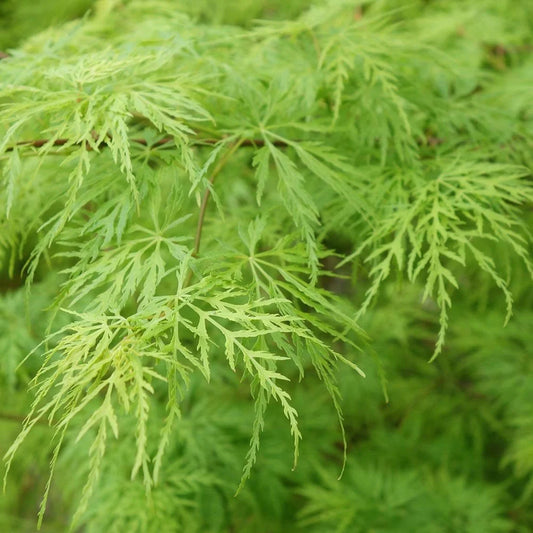 Close-up of finely dissected green leaves of Acer Palmatum 'Viridis,' showcasing its delicate, lace-like texture.