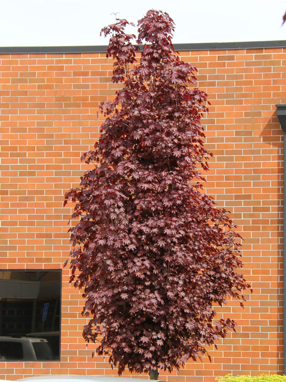 Mature Acer Platanoides 'Crimson Sentry' Maple tree along a footpath, showcasing its upright form and dark maroon foliage.