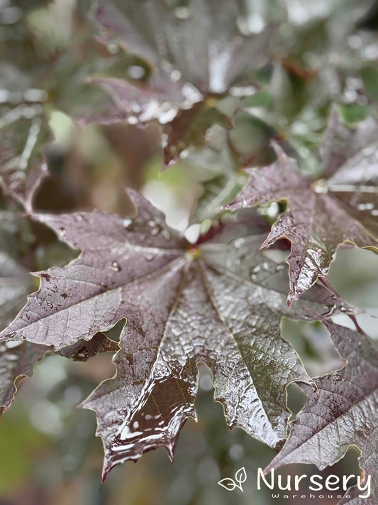 Close-up of Acer Platanoides 'Crimson Sentry' showing deep burgundy leaves with finely lobed texture.