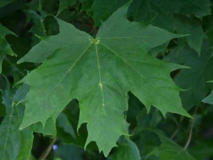 Close-up of a dark green leaf of Acer Platanoides 'Globosum' with finely lobed texture.