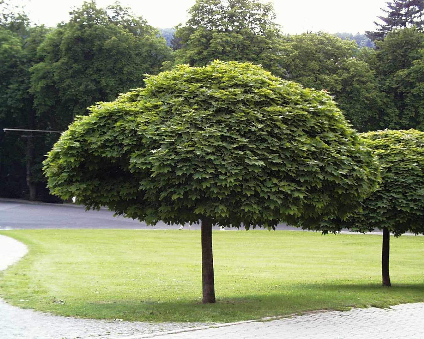 Pair of Acer Platanoides 'Globosum' trees in a park setting, displaying symmetrical, dense foliage.