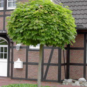 Single Acer Platanoides 'Globosum' tree planted in front of a house, highlighting its compact, rounded form.