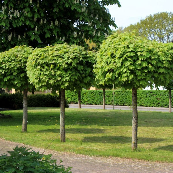 Two Acer Platanoides 'Globosum' trees planted in a row along a driveway, showcasing their rounded canopies.