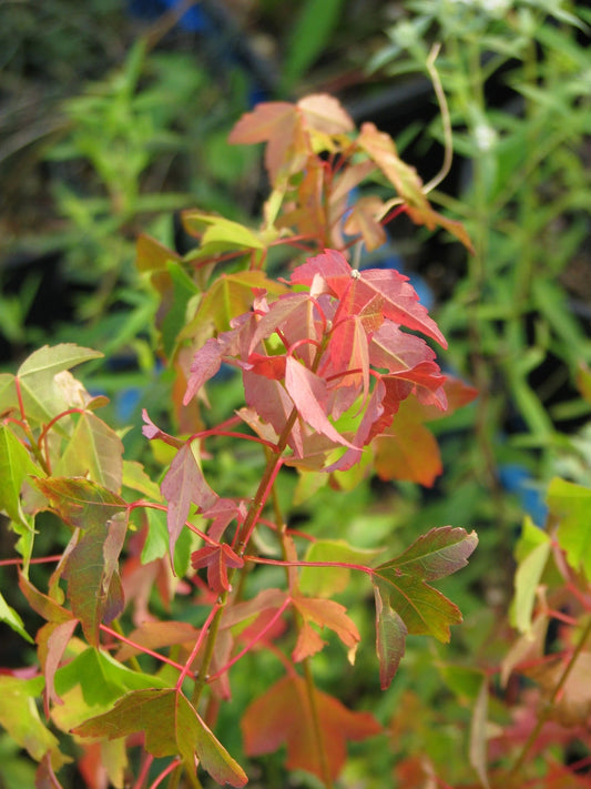 Acer Buergerianum (Trident Maple)