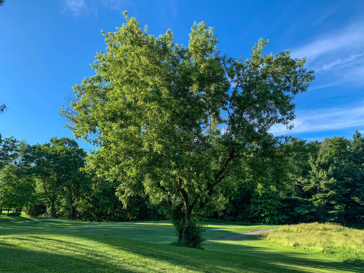 Acer Negundo (Box Elder)