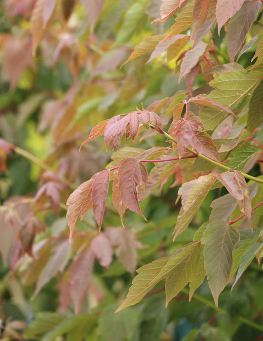 Acer Negundo (Box Elder)