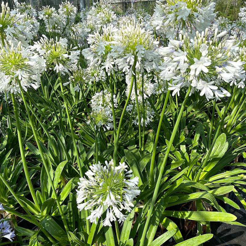 Agapanthus orientalis (Queen Mum™)