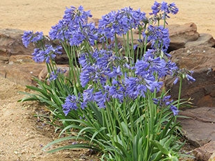 Agapanthus Africanus 'Baby Blue'