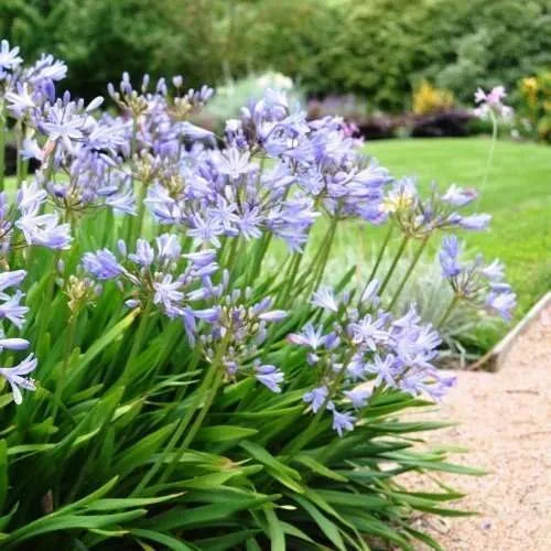 Agapanthus Africanus 'Baby Blue'