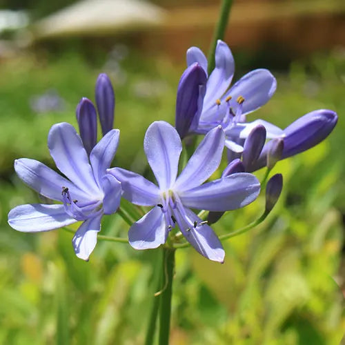 Agapanthus Africanus 'Baby Blue'