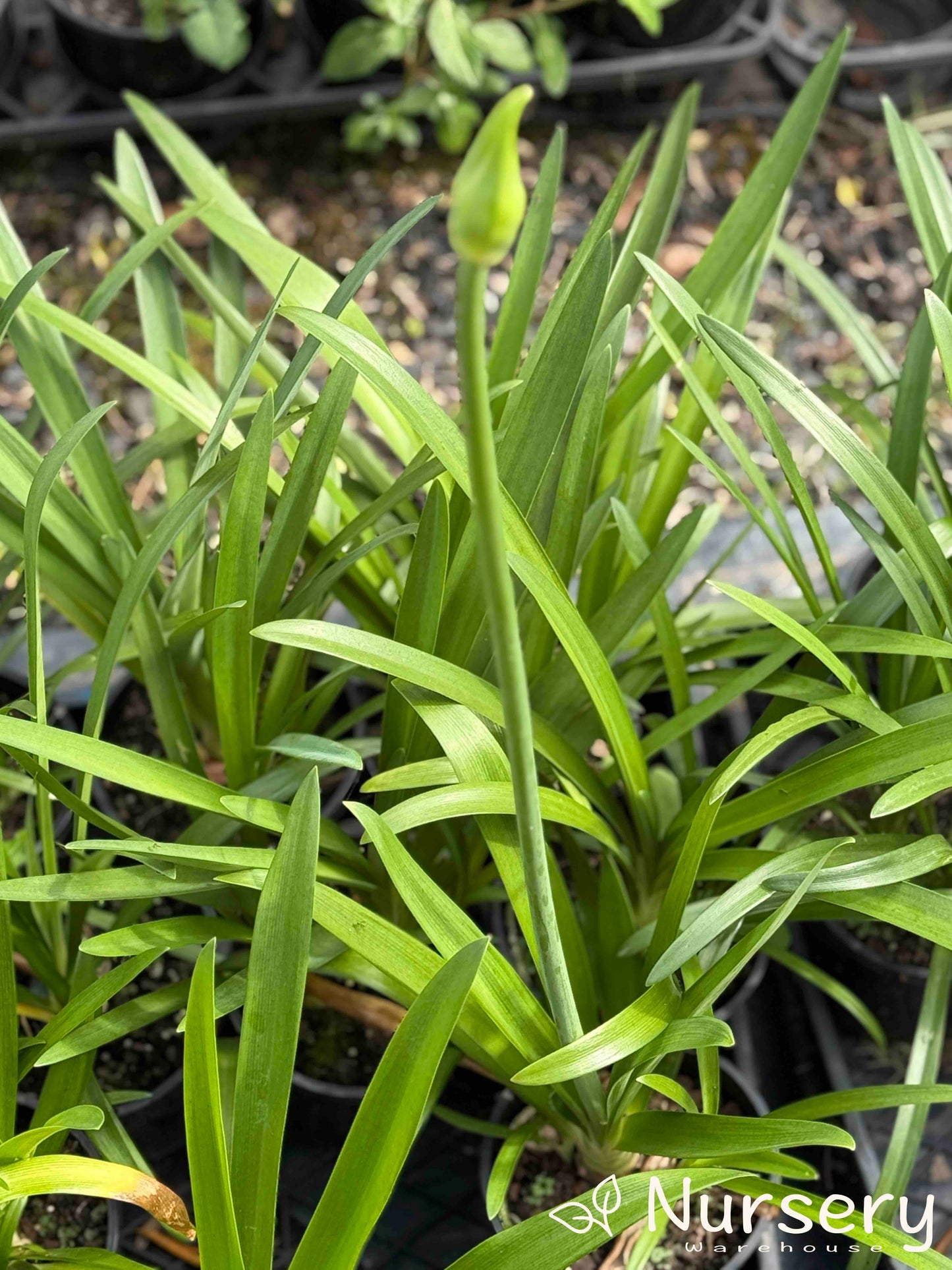 Close-up of Agapanthus Praecox Subsp. Orientalis ‘Albus’ lush green foliage, showcasing its strap-like leaves.