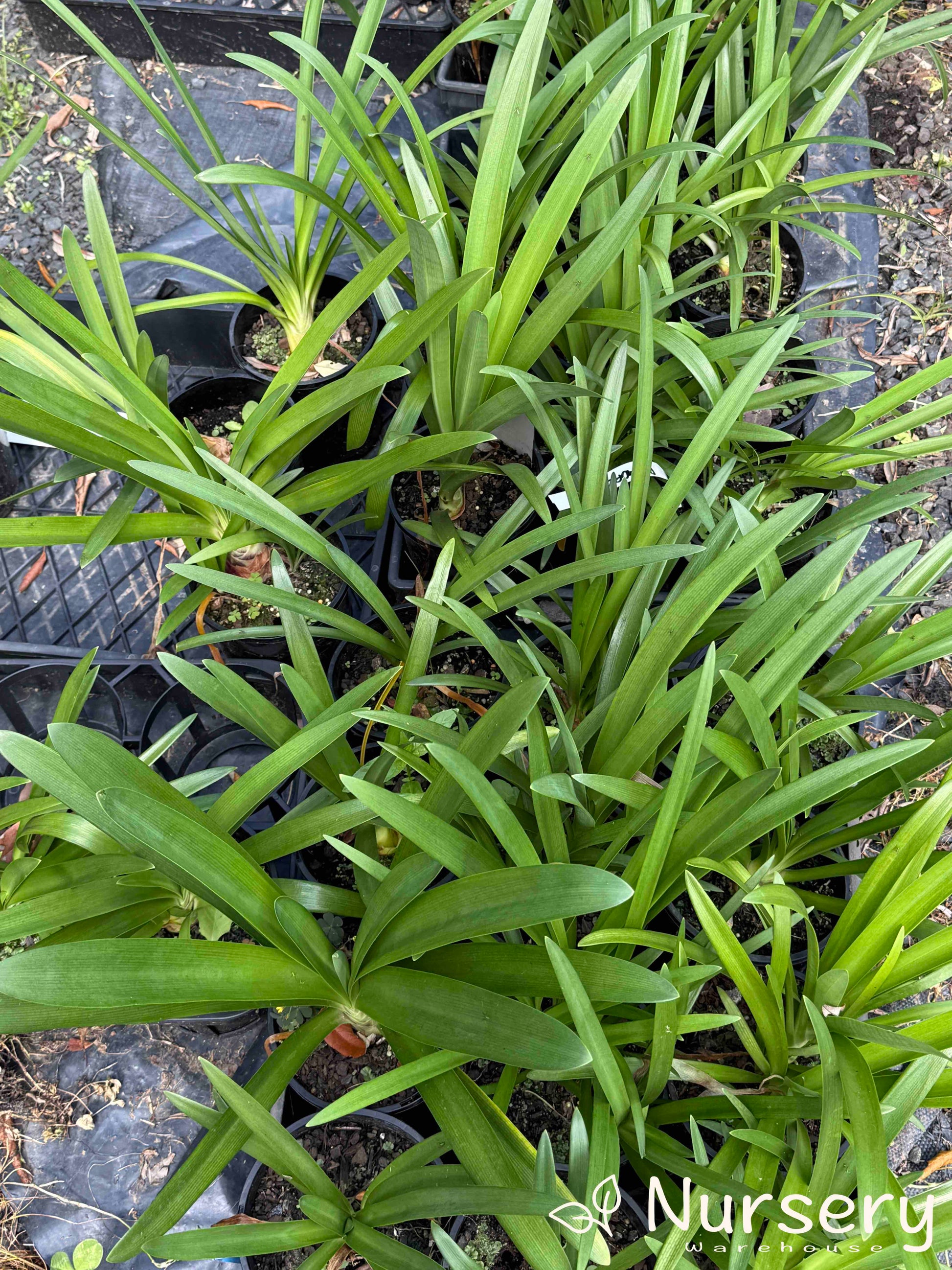 Multiple Agapanthus Praecox Subsp. Orientalis ‘Albus’ plants displayed for sale, highlighting their healthy foliage.