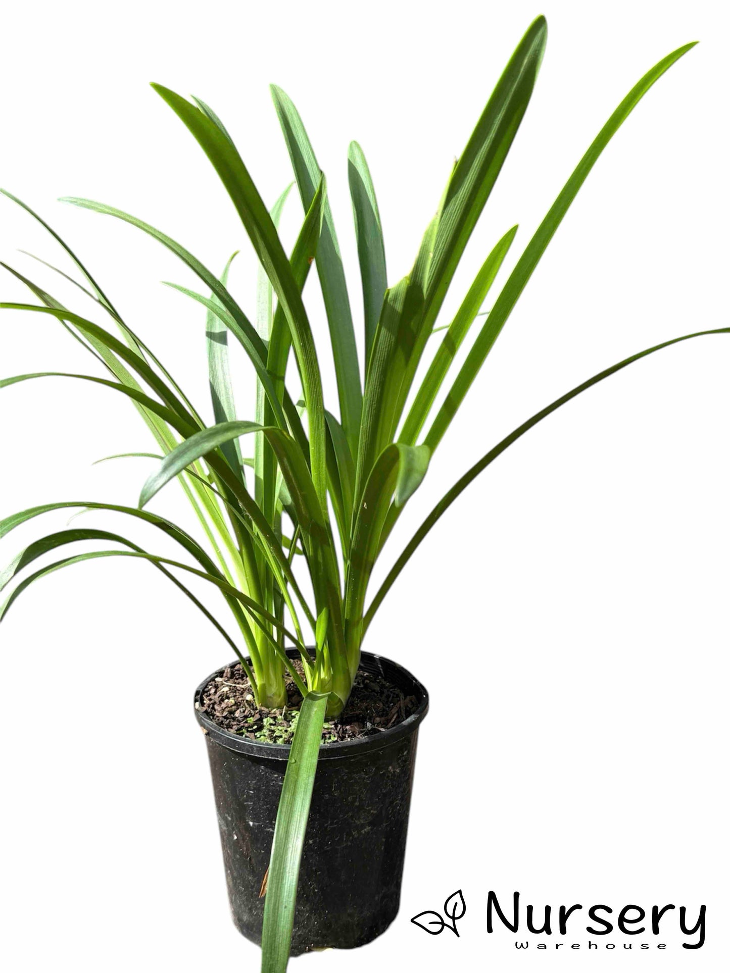 Agapanthus Praecox Subsp. Orientalis ‘Albus’ in a nursery pot, ready for sale, with vibrant green foliage.