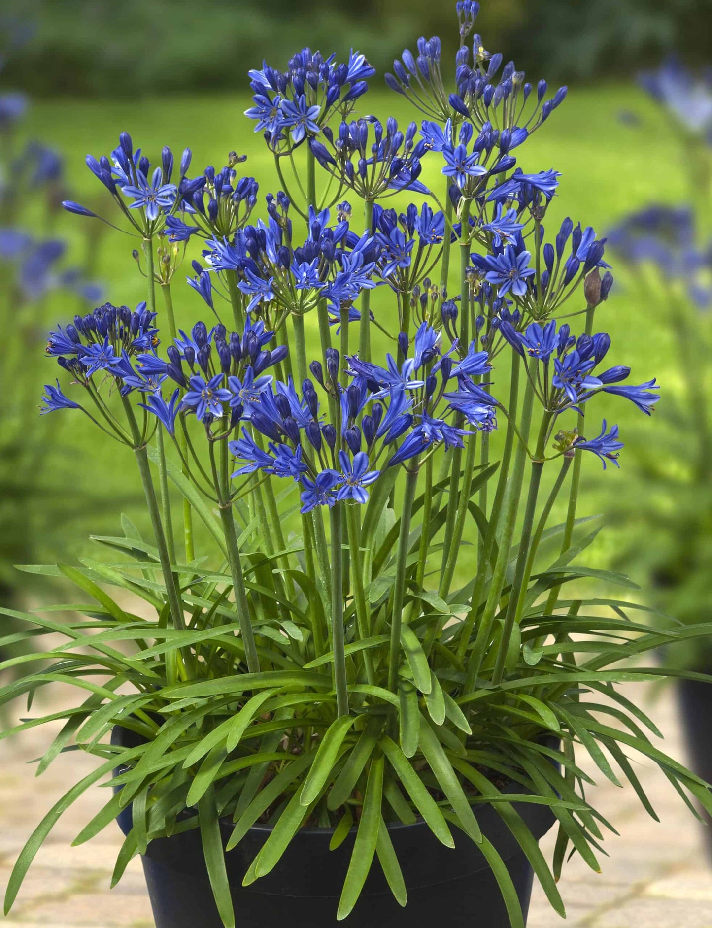 Agapanthus 'Blue' in a garden setting, featuring stunning blue flowers against a backdrop of arching green leaves.