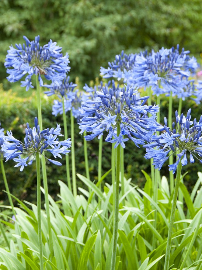 Row of Agapanthus 'Blue' plants forming a colourful border, with lush foliage and vibrant blue blooms.