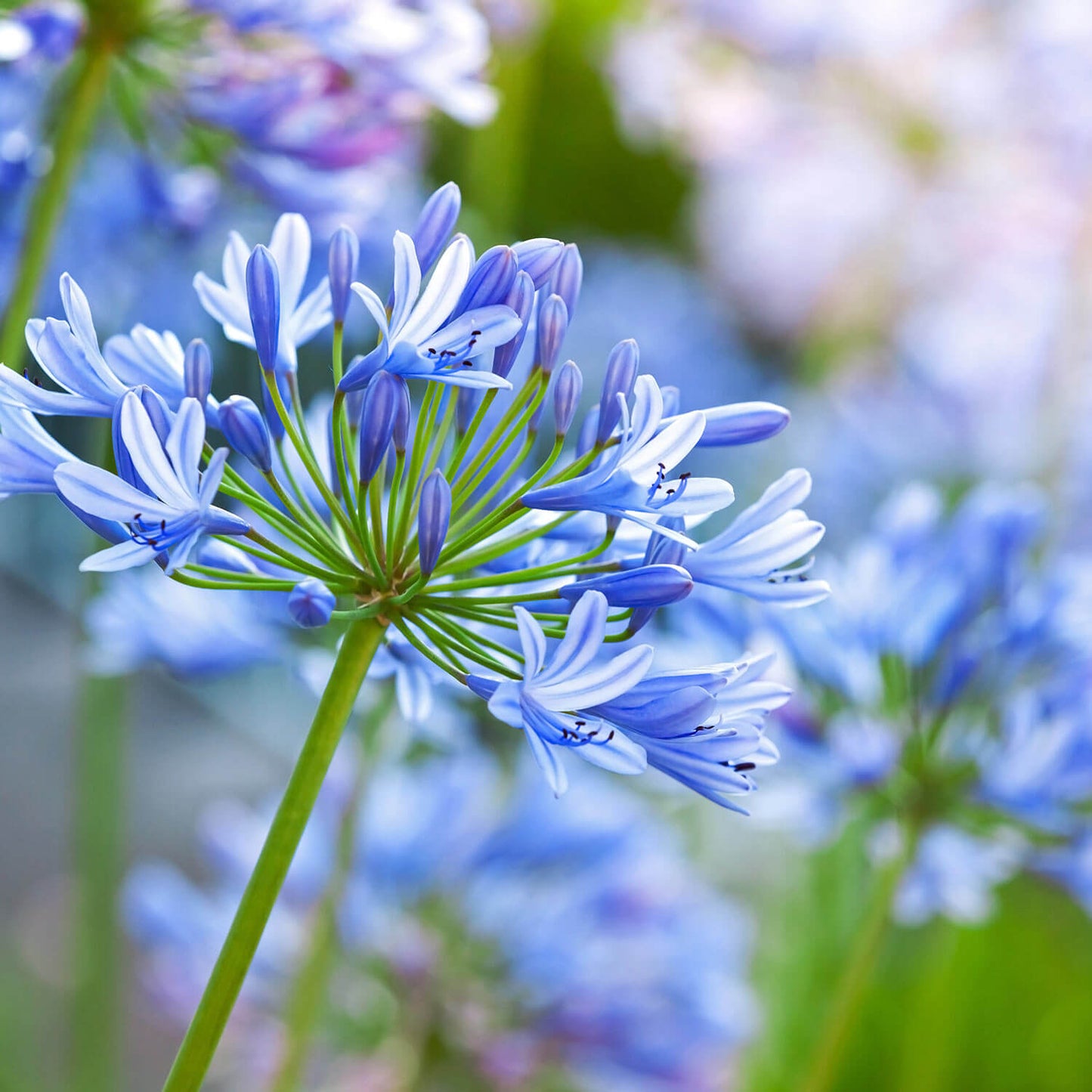 Detailed view of the vibrant blue flower clusters of Agapanthus 'Blue', showcasing its striking summer blooms.