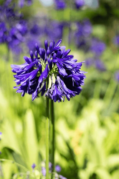 Agapanthus 'Purple Cloud'