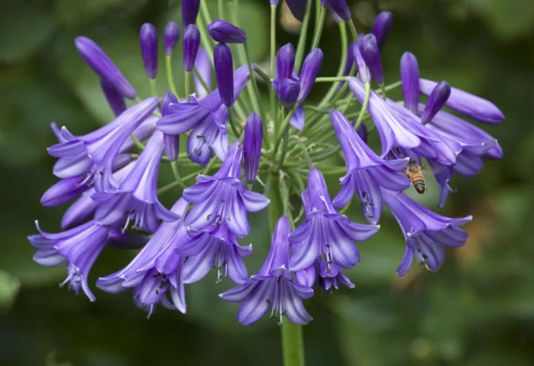 Agapanthus 'Purple Cloud'