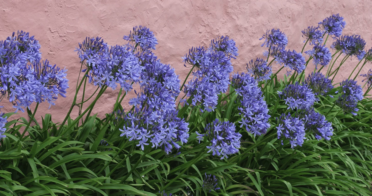 Agapanthus 'Purple Cloud'