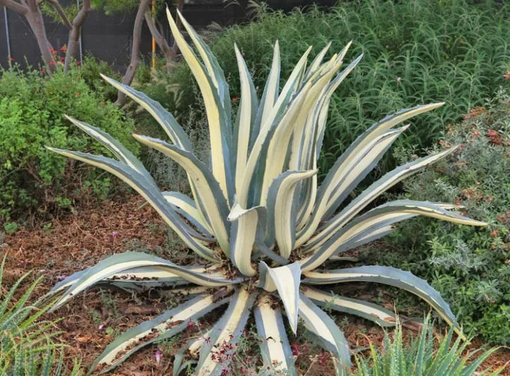 Agave Americana Mediopicta Alba (Variegated Century Plant)